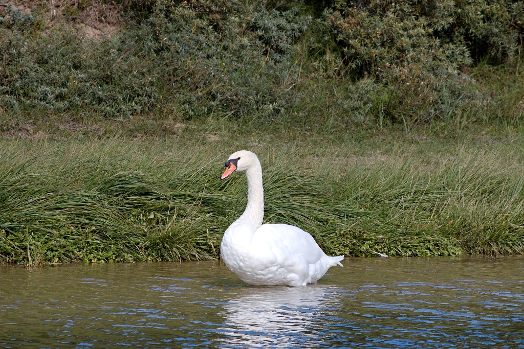 AWD Amsterdamse Waterleidingduinen natuurgebied polder bos vos hert herten damhert duinen zandvoort waterwingebied